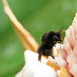 Bombus angustus