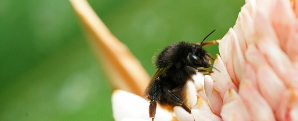 Bombus angustus