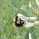 Bombus armeniacus