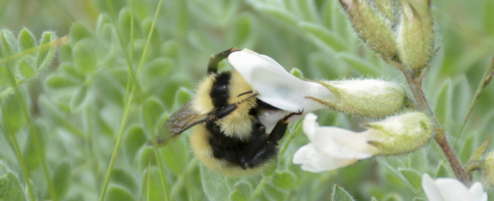 Bombus armeniacus