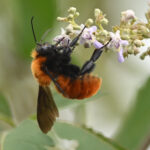 Bombus atripes