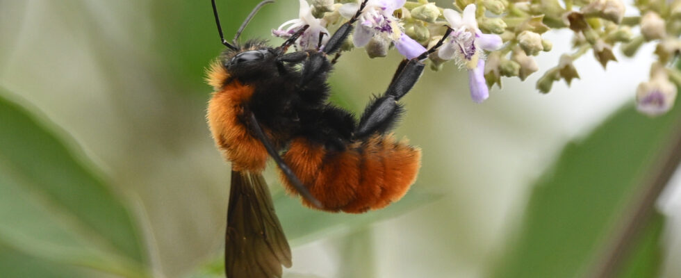 Bombus atripes