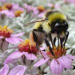 Bombus avinoviellus