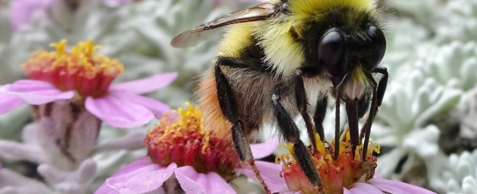 Bombus avinoviellus