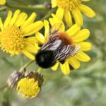 Bombus baeri