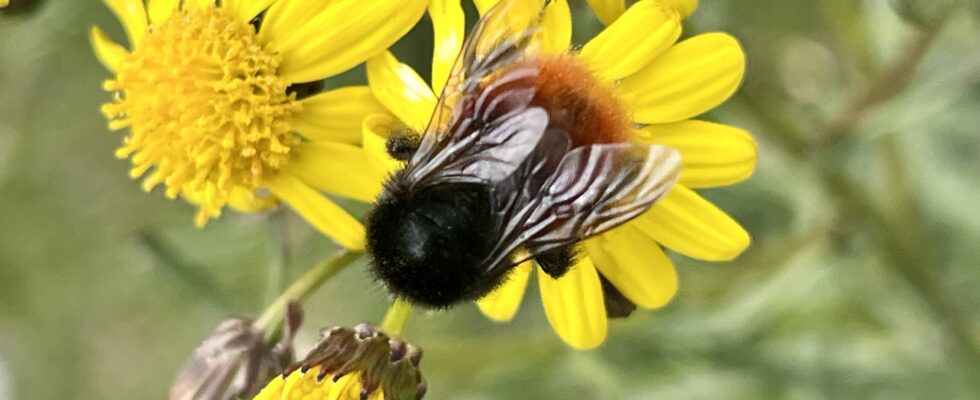 Bombus baeri