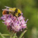 Bombus biroi Bombus biroi