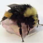 Bombus caliginosus