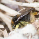 Bombus cingulatus