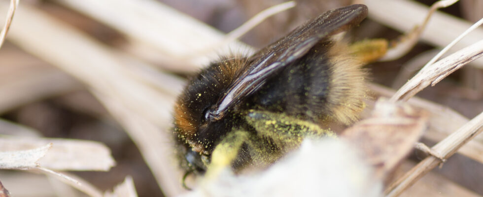 Bombus cingulatus