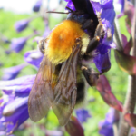 Bombus consobrinus