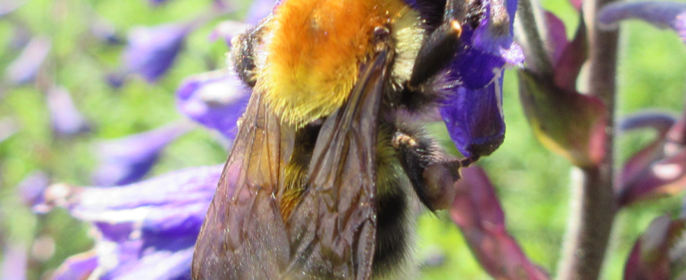 Bombus consobrinus