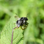 Bombus convexus