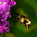 Bombus digressus