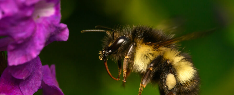 Bombus digressus