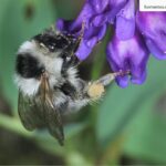Bombus exil