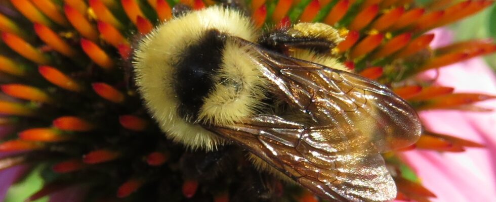 Bombus fervidus