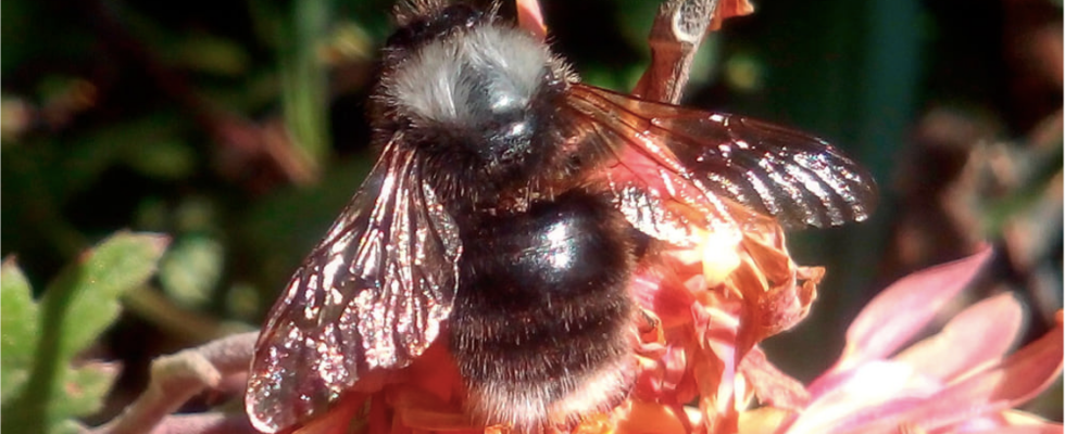 Bombus funebris