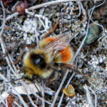 Bombus glacialis