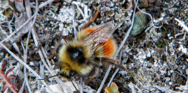 Bombus glacialis