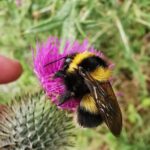 Pollen Hummel