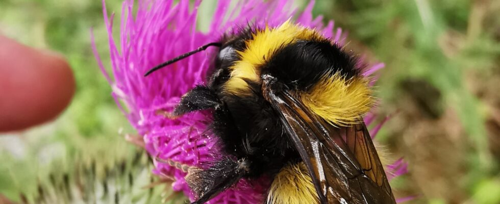 Hummel