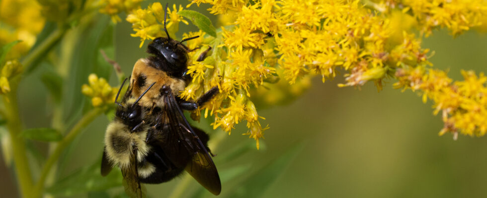 Bombus impatiens