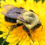 Bombus impatiens auf Löwenzahn, laut Beobachtungseintrag eine Königin