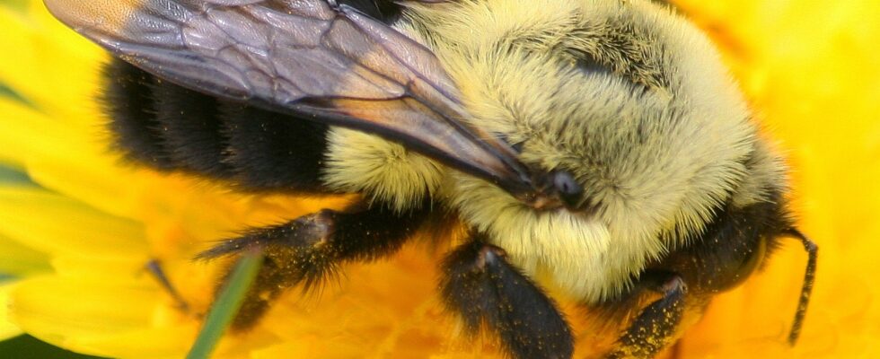 Bombus impatiens auf Löwenzahn, laut Beobachtungseintrag eine Königin