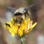 Bombus melanopygus