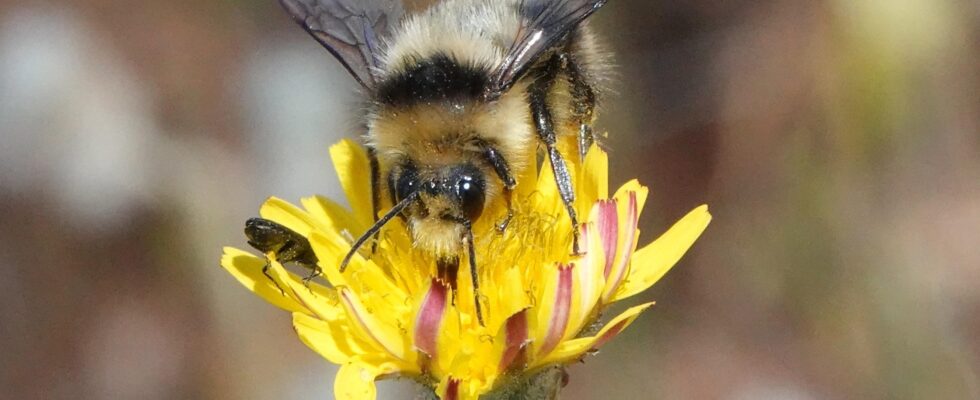 Bombus melanopygus