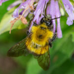 Bombus perplexus