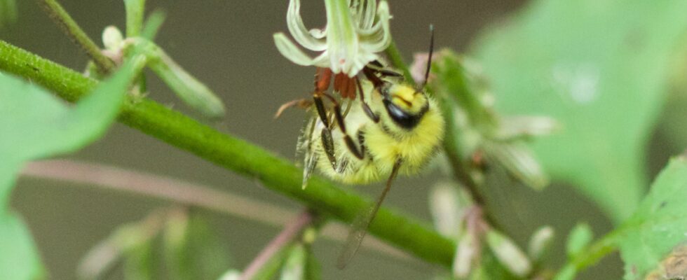 Bombus picipes
