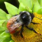 Bombus pyrosoma