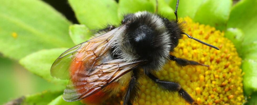 Bombus pyrosoma
