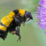 Bombus sonorus