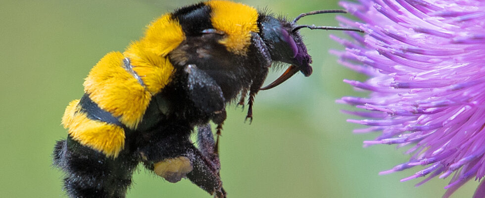 Bombus sonorus