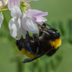 Bombus zonatus