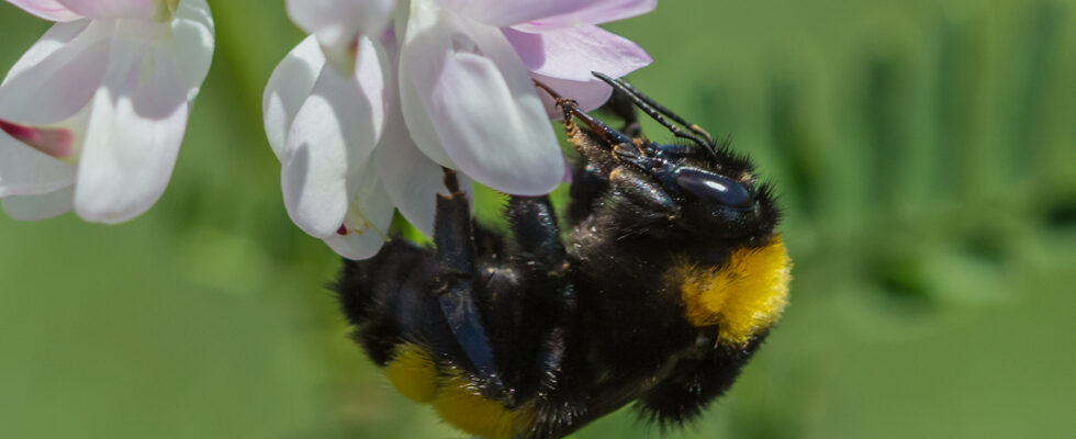 Bombus zonatus