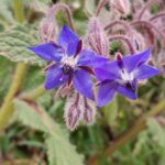Borago officinalis