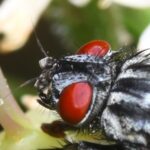 Brachicoma devia