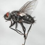 Brachicoma devia