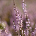 Calluna vulgaris