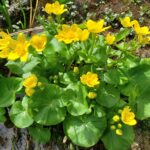 Caltha palustris