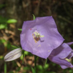 Campanula persicifolia