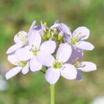 Cardamine pratensis