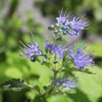 Caryopteris × clandonensis