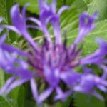 Centaurea montana