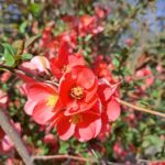 Chaenomeles japonica