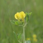 Chamaecytisus supinus